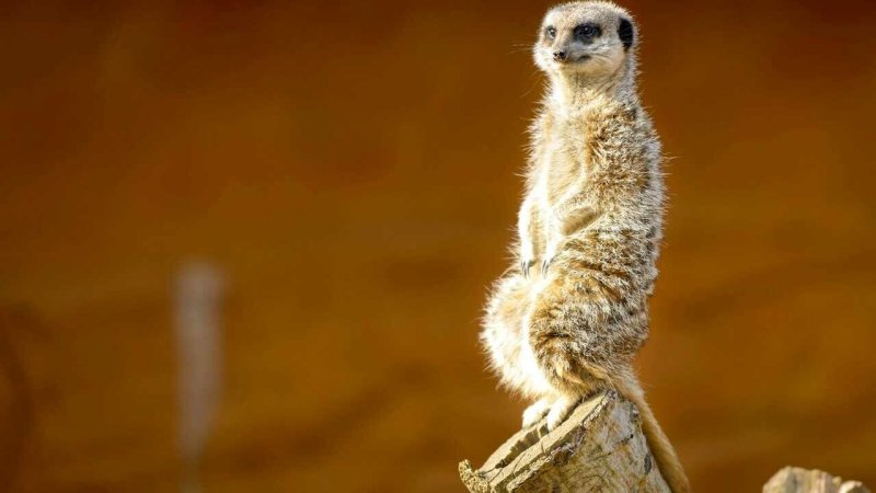 Южноафриканский сурикат