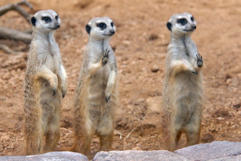 Ареал сурикатов