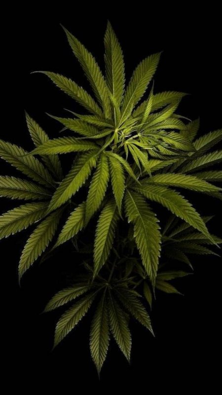 Лист марихуаны красивый