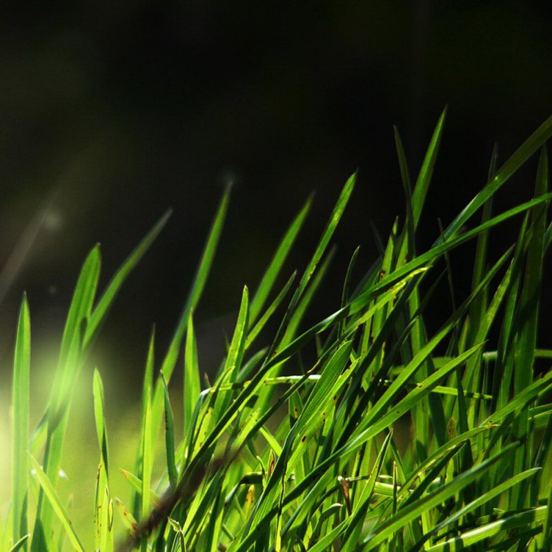 Заставка на телефон трава