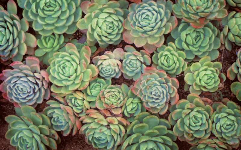 Эхеверия зеленая