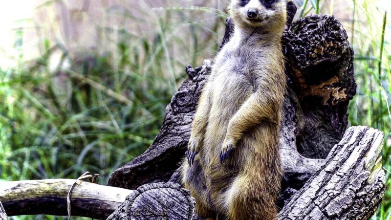 Фото сурикатов прикольные