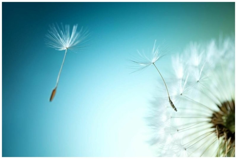 Пушинки одуванчика