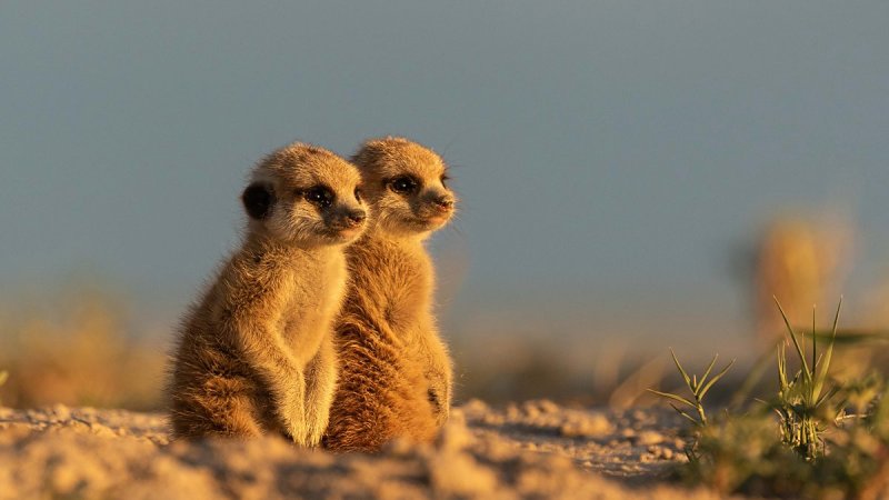 Сурикаты ЮАР