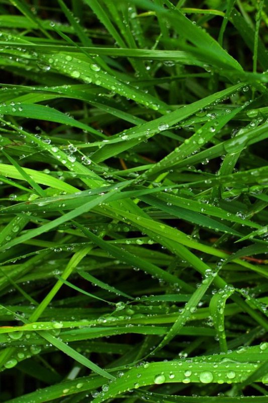 Зеленая трава