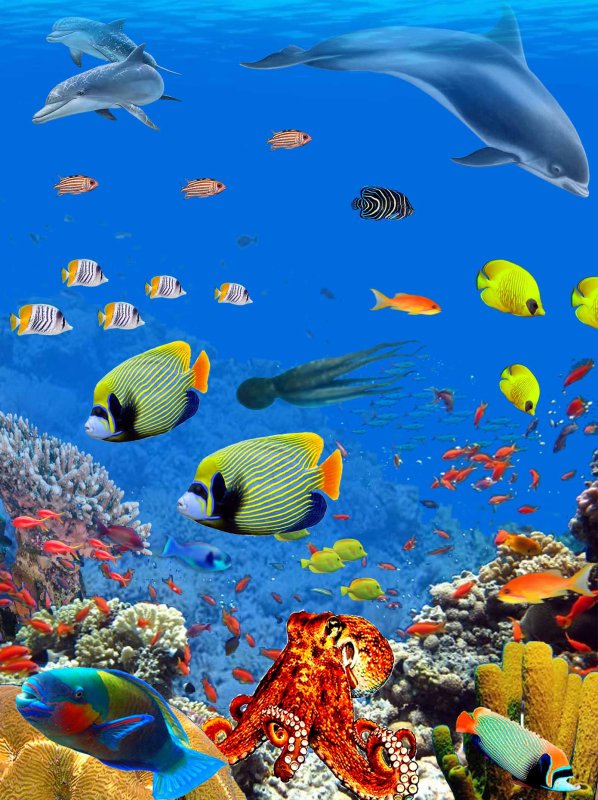 Морское дно с рыбами