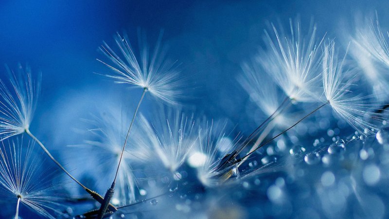 Голубой одуванчик