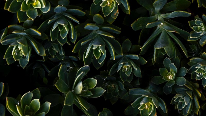 Суккуленты Изумрудные