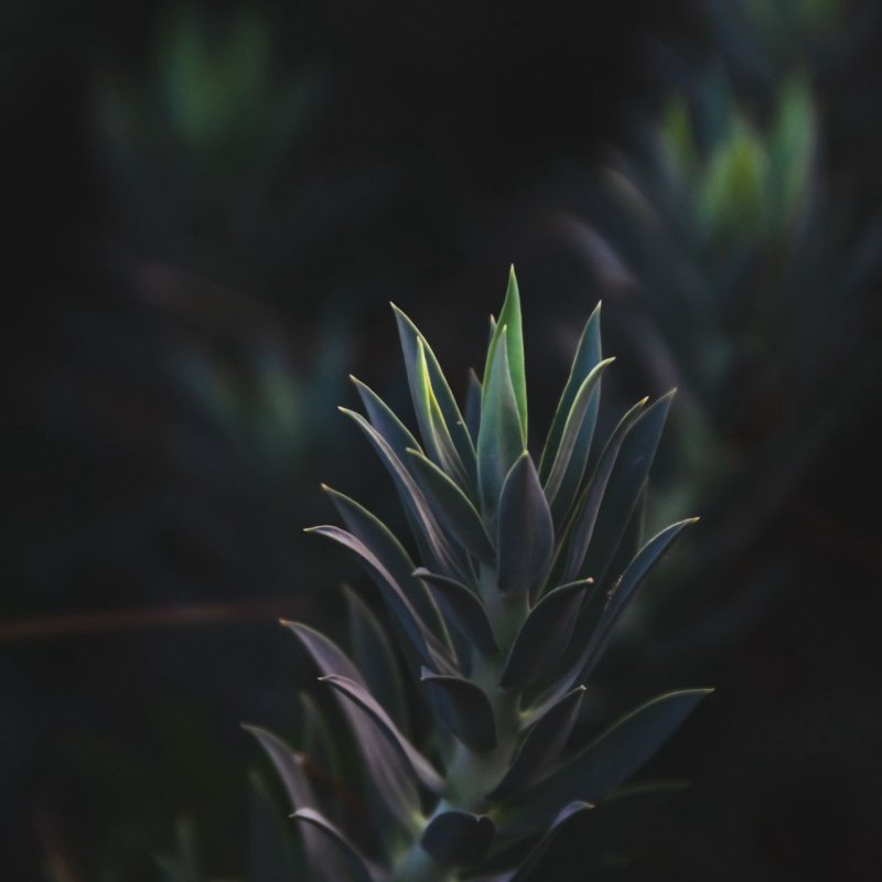 Тургор суккулентов