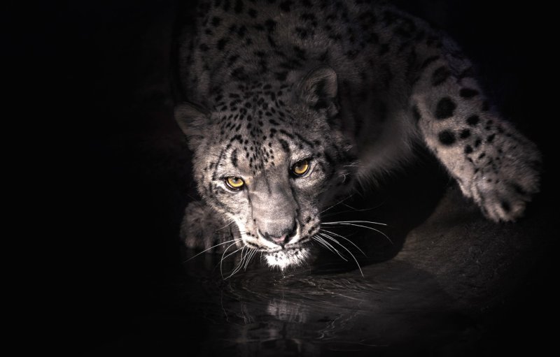 Снежный Барс меланист