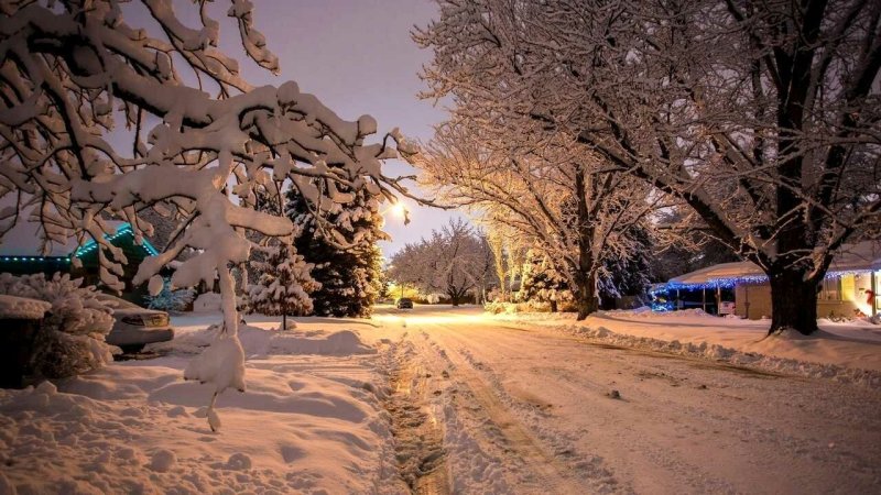 Заснеженные деревья в городе