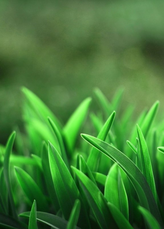 Заставка зелень