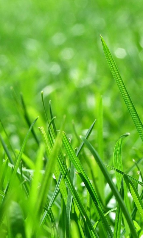 Обои трава