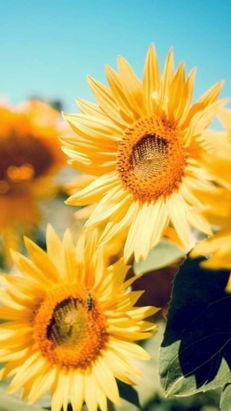 Желтая Эстетика Подсолнухи