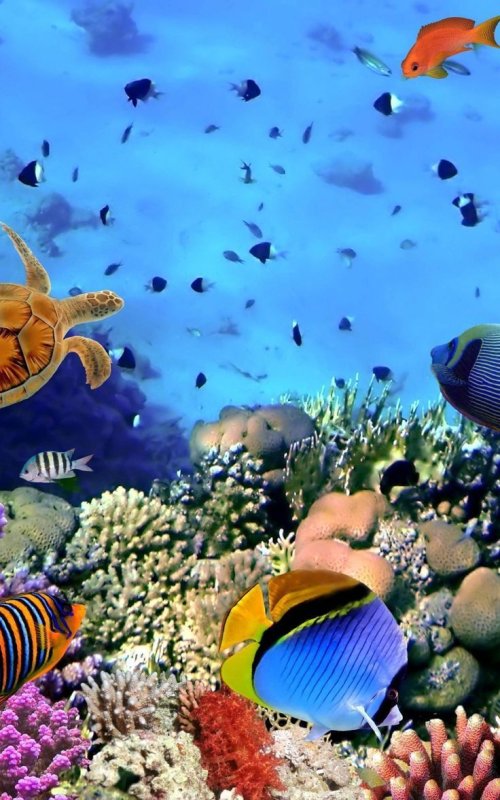 Рыбки в Шарм Эль Шейхе