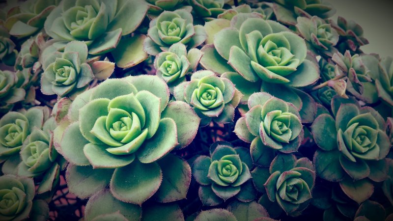 Эхеверия Браун Роуз Echeveria Brown Rose