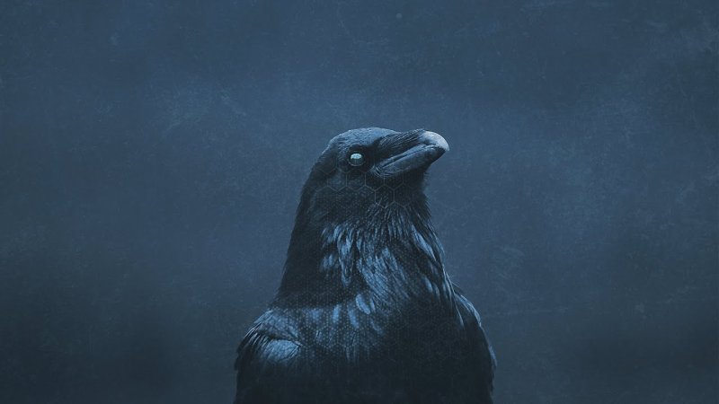 Гордый ворон