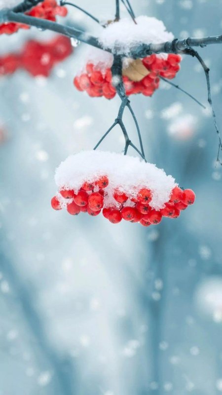 Рябина в снегу