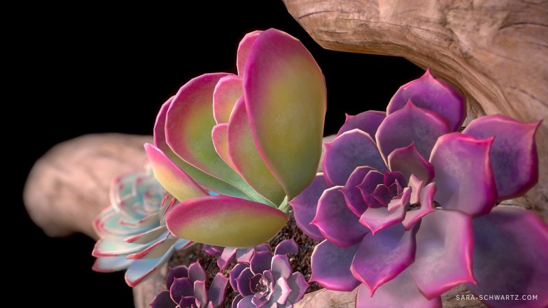 Капур качари растение