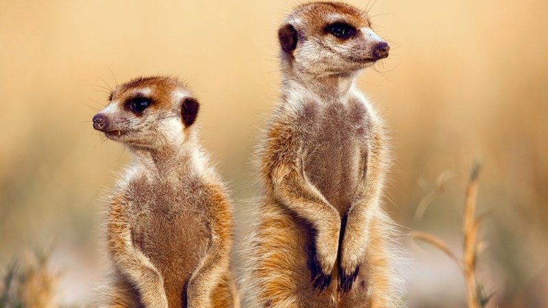 Южноафриканский сурикат