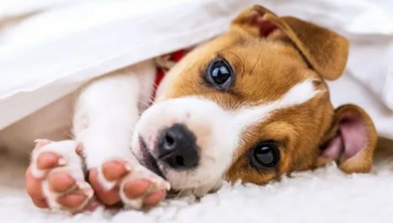 Джек-Рассел-терьер щенок