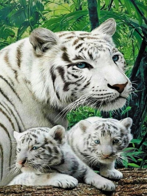 Амурский тигр альбинос