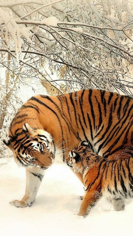 Амурский тигр