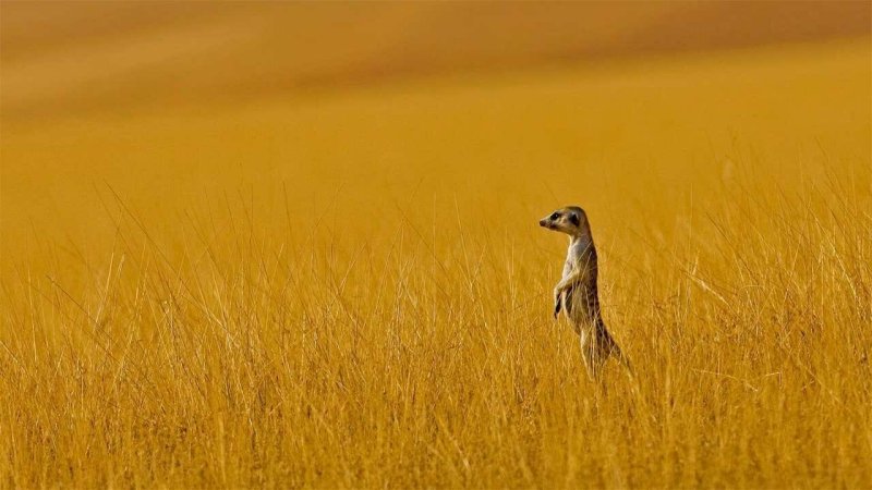 Южноафриканский сурикат