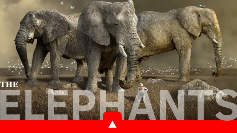 Картинки на рабочий стол слоны