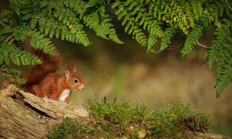 Красивые Лесные животные