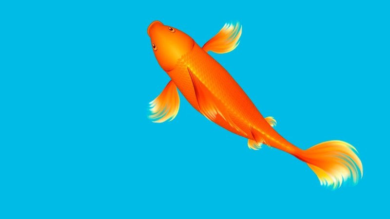 Рыбки для кошки на экране