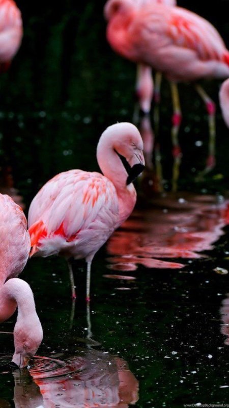 Розовый Фламинго