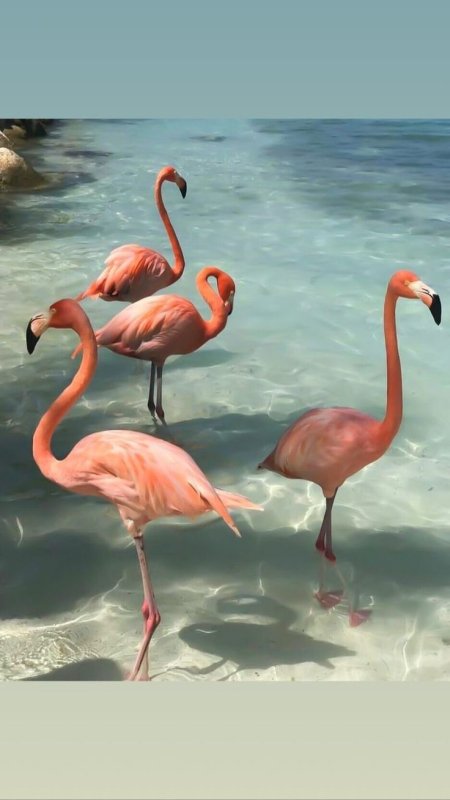 Фламинго на айфон