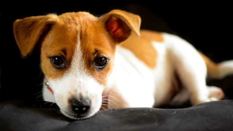 Джек-Рассел-терьер щенок