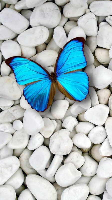 Необычные обои на телефон