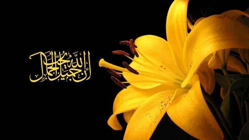 Желтые лилии на черном фоне