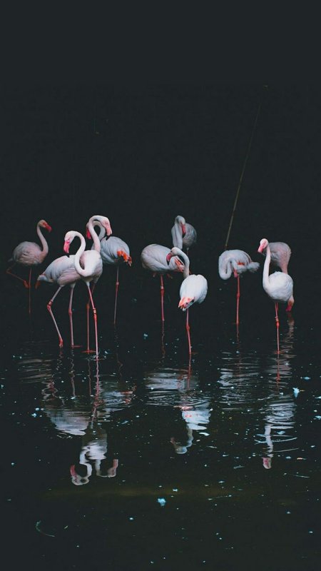 Заставка птицы