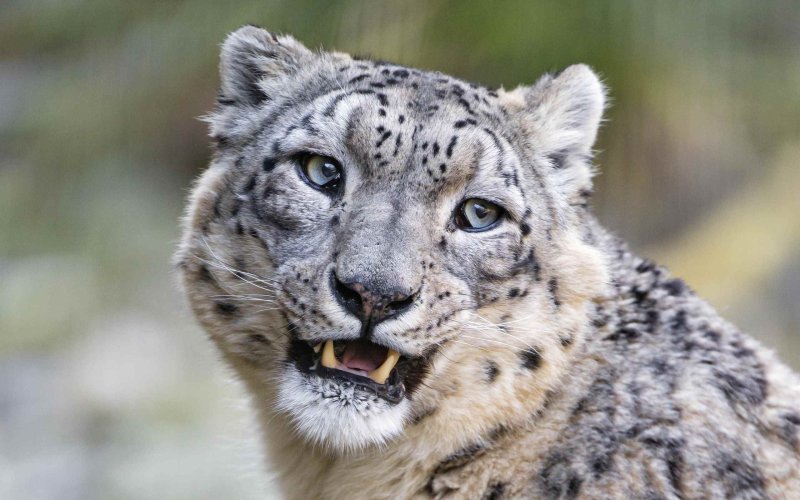 Снежный Барс (Ирбис, снежный леопард)