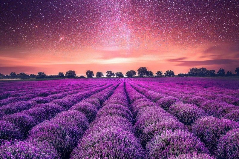 Лавандовые поля в Провансе Франция