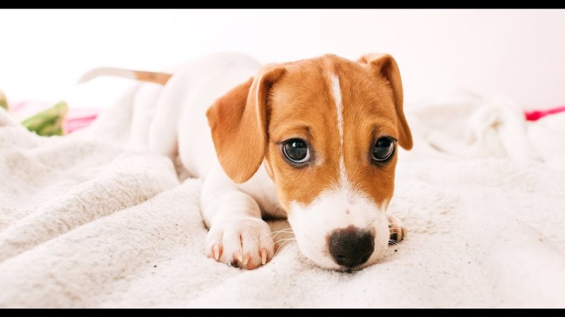 Джек-Рассел-терьер щенок