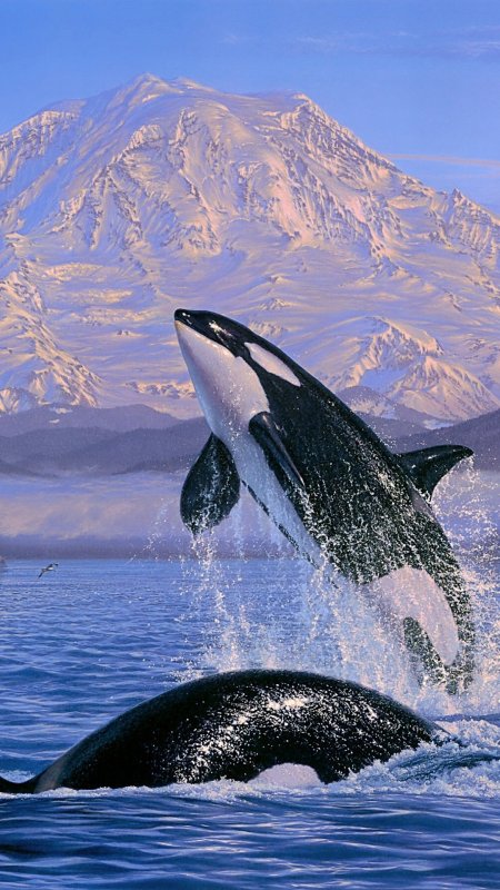 Касатка и Дельфин