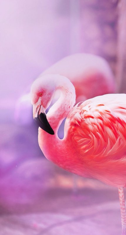 Розовый Фламинго Эстетика