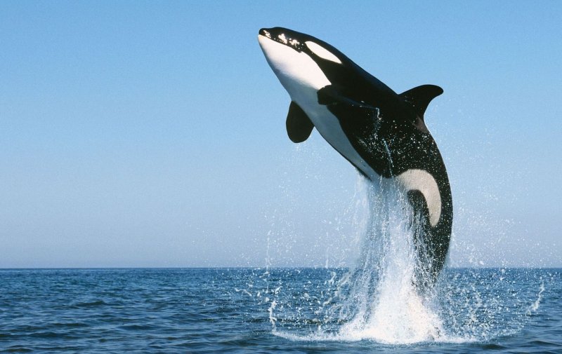 Китообразные Касатка