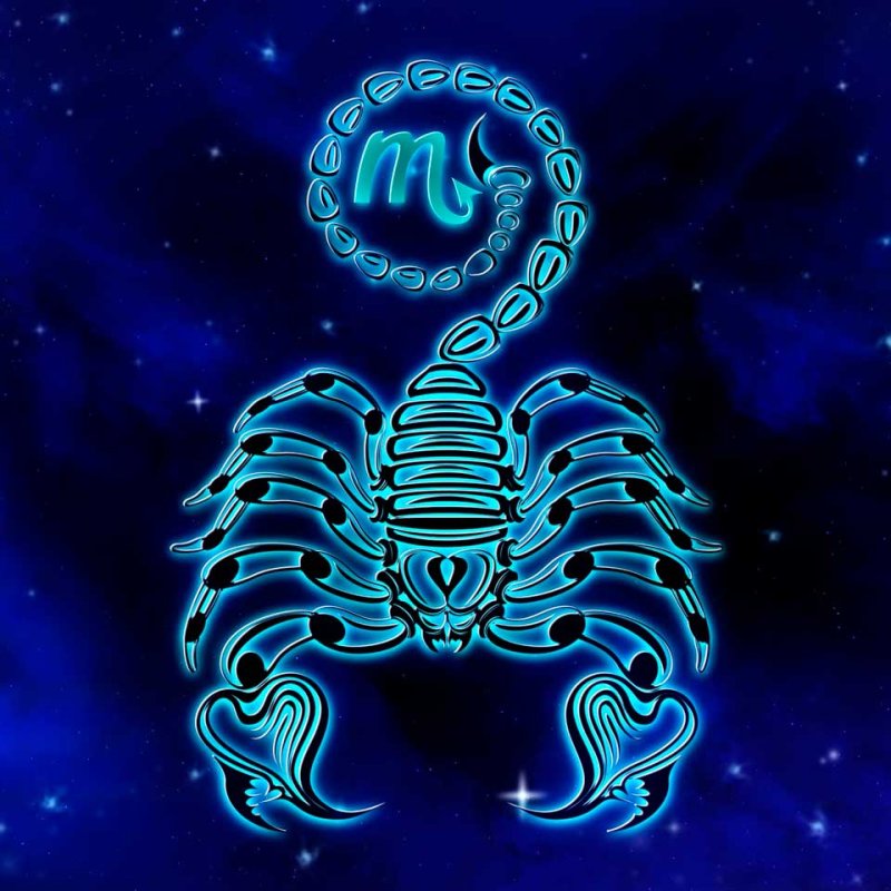 Красивый Скорпион