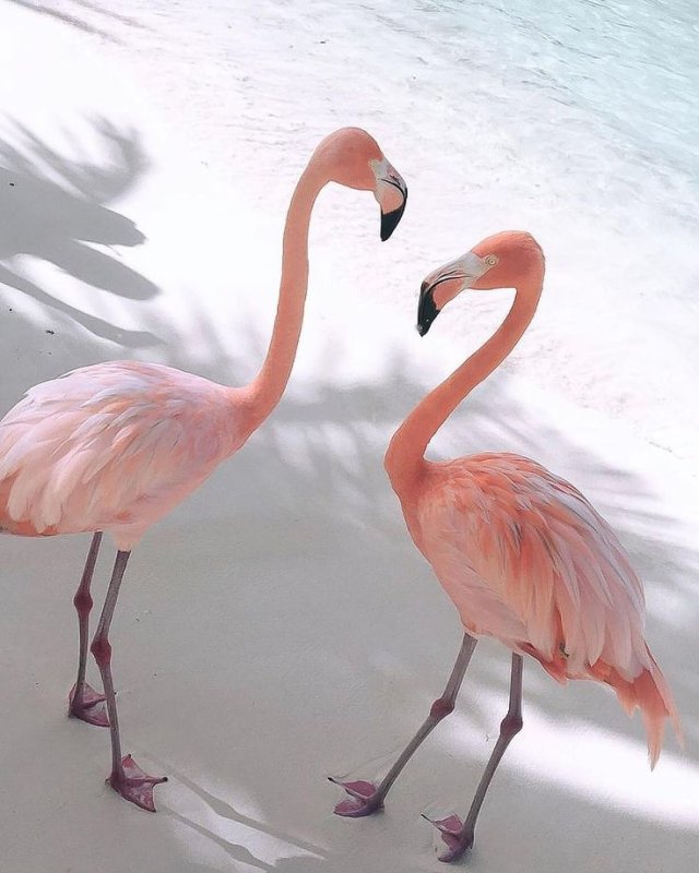 Фламинго на заставку