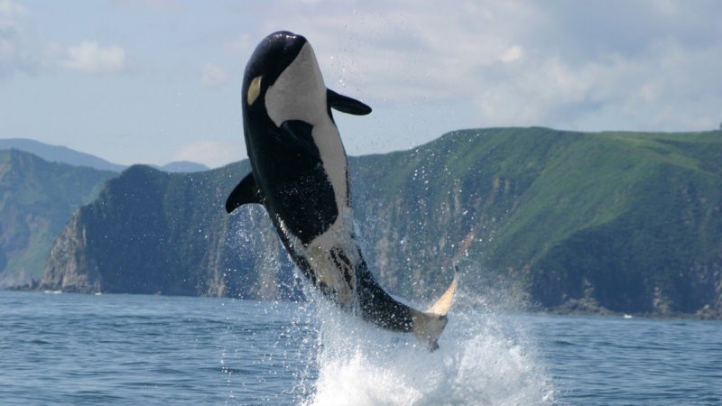 Касатка кит убийца