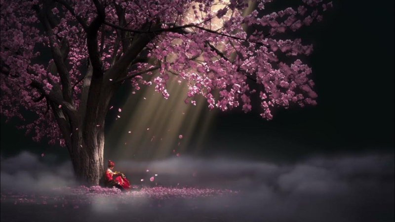 Сакура черри блоссом