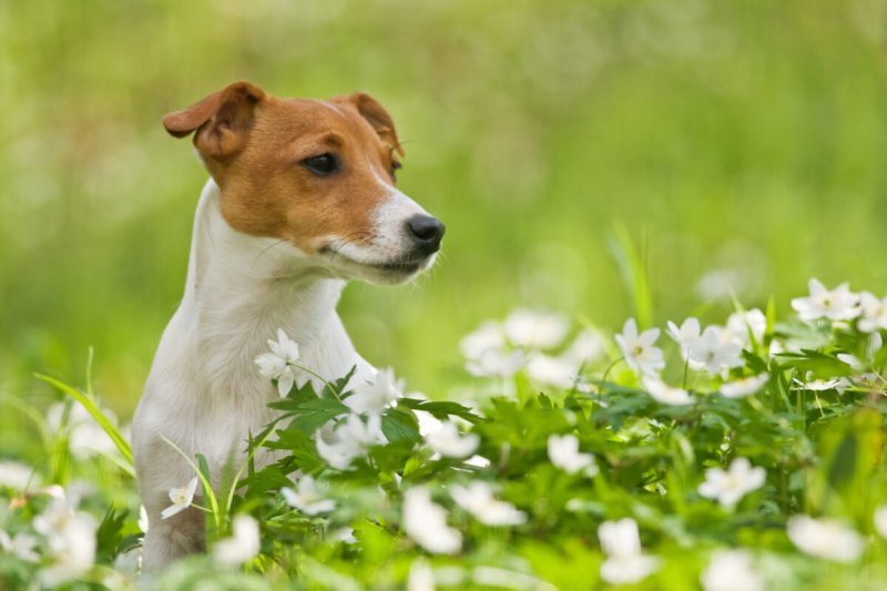 Jack Russell Terrier