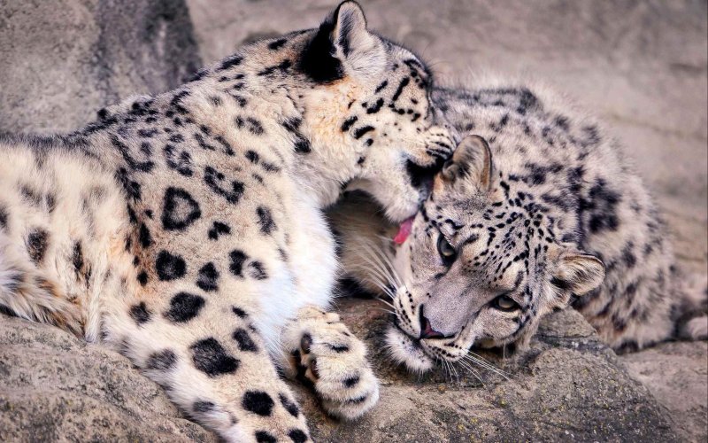 Леопард снежный Барс Ягуар