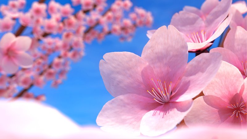 Цветы на заставку